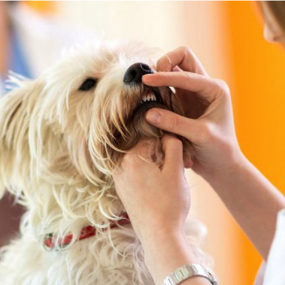 ดูแลสุขภาพช่องปาก (Oral Checkup)